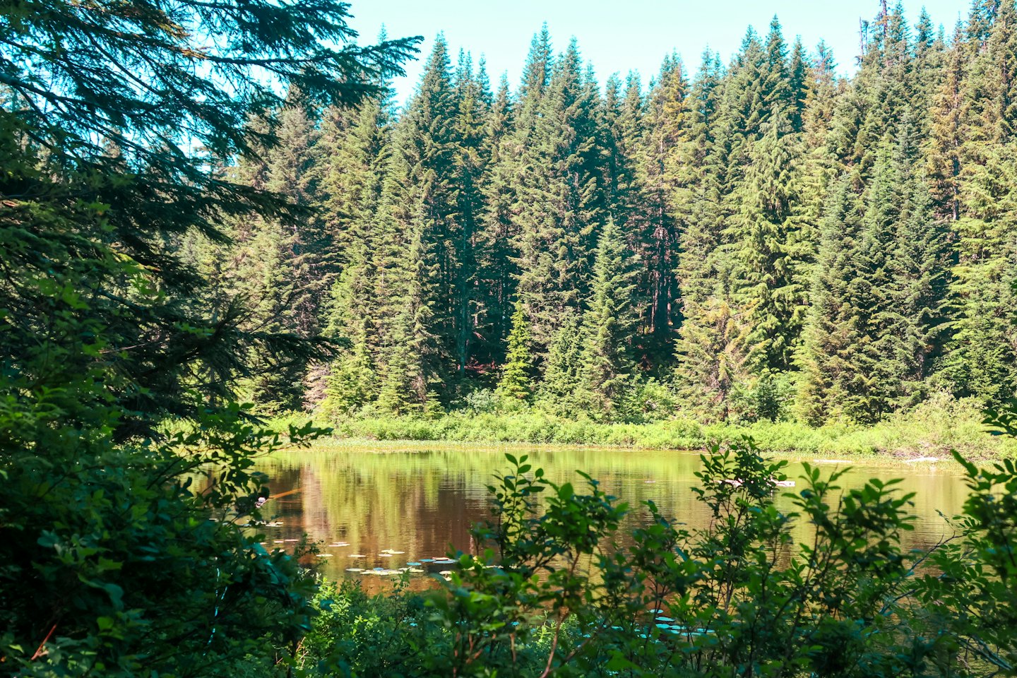 Evergreen forest reflects in the calm water of a lake.